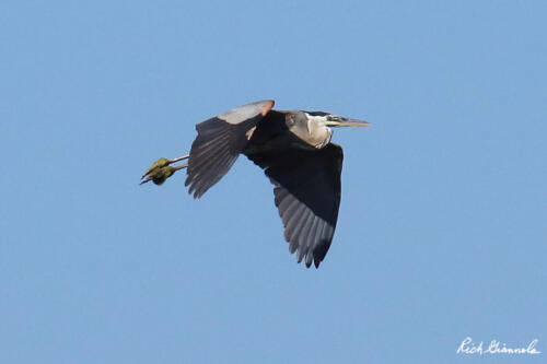 Great Blue Heron in flight