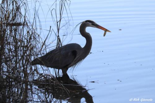 Great Blue Heron