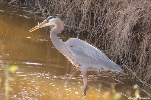 Great Blue Heron