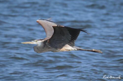 Great Blue Heron on the wing