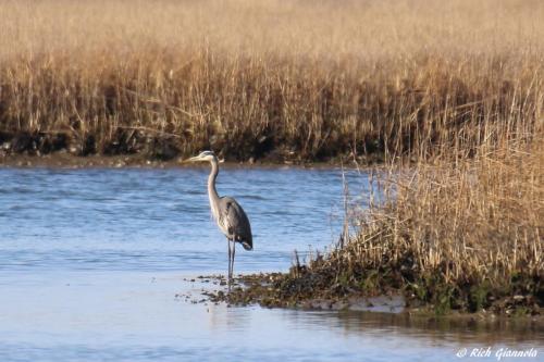 Great Blue Heron