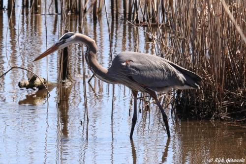 Great Blue Heron