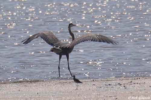 Great Blue Heron