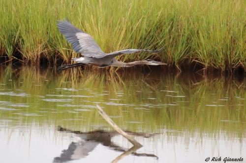 Great Blue Heron