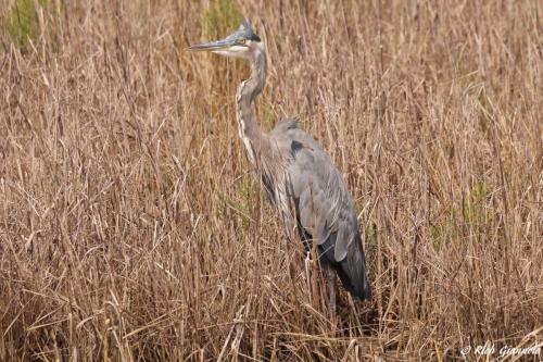 Great Blue Heron