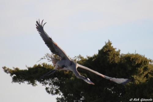 Great Blue Heron