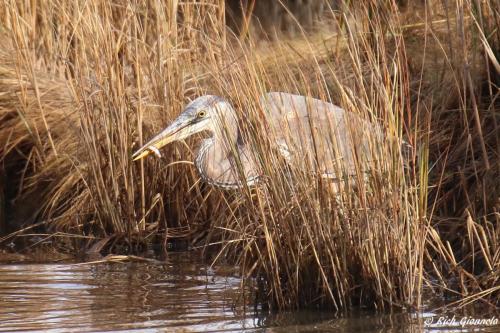 Great Blue Heron