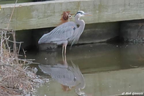 Great Blue Heron