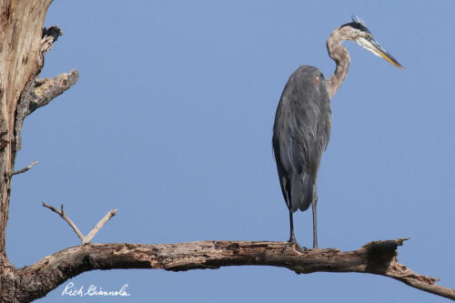 Great Blue Heron observing