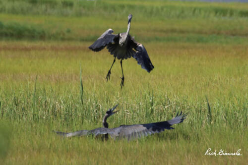 Great Blue Heron confrontation