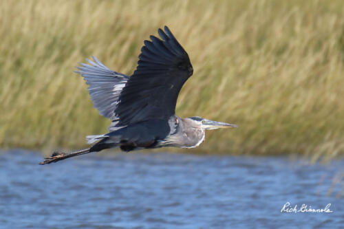 Great Blue Heron in flight