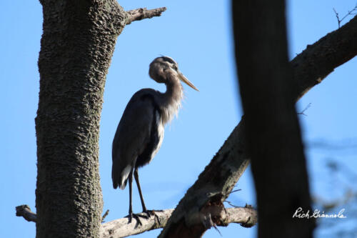 Great Blue Heron framed between the trees