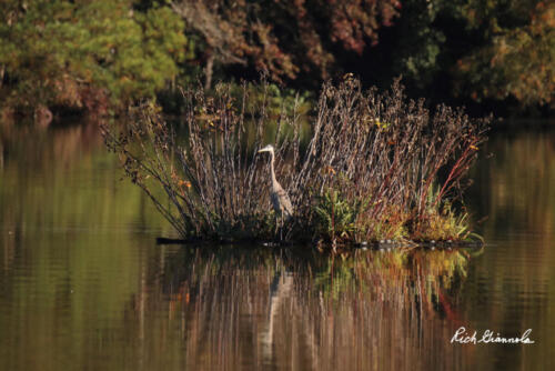 Great Blue Heron standing on small island in Trap Pond State Park