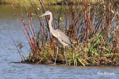 Great Blue Heron standing on small island in Trap Pond State Park