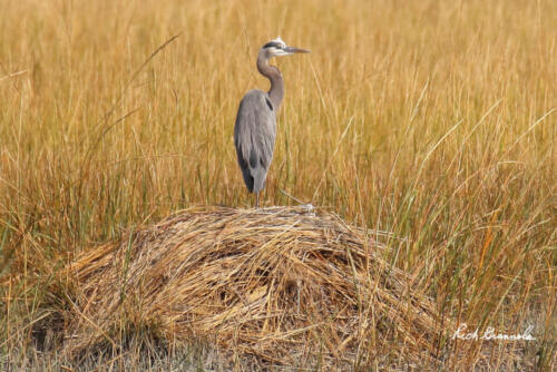 Great Blue Heron standing on a small mound of grasses