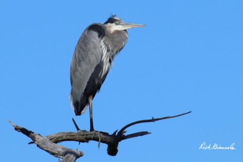 Great Blue Heron perched high on top of a branch