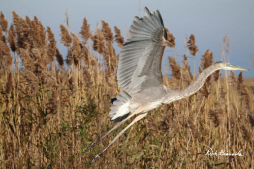 Great Blue Heron is taking off