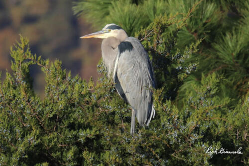 Great Blue Heron sitting on a juniper bush