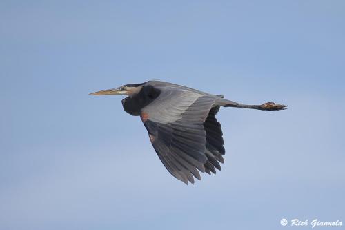 Great Blue Heron