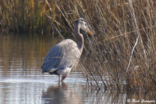 Great Blue Heron