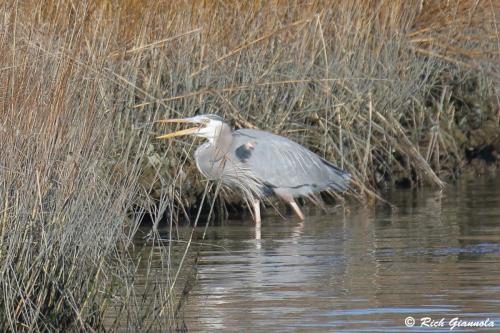 Great Blue Heron