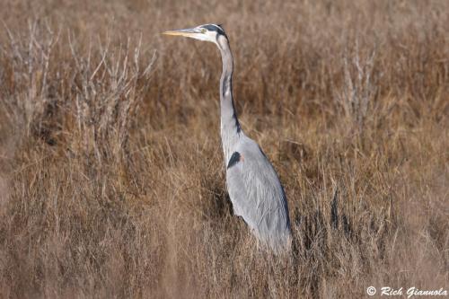 Great Blue Heron