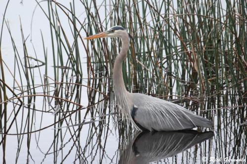 Great Blue Heron