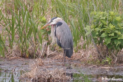 Great Blue Heron