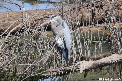 Great Blue Heron
