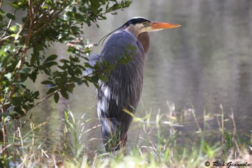 Great Blue Heron