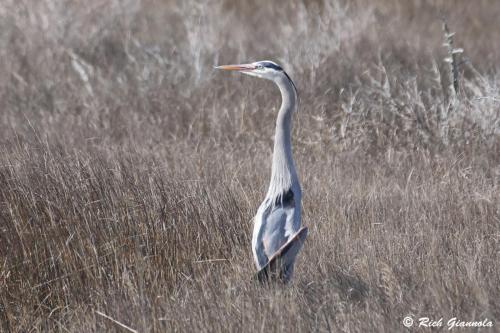 Great-Blue Heron