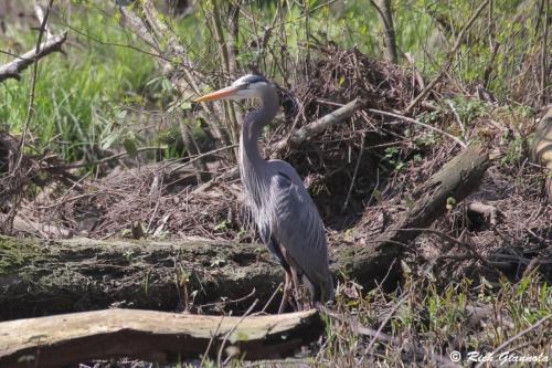 Great Blue Heron