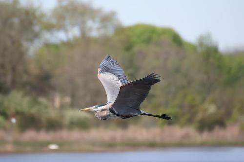 Great Blue Heron