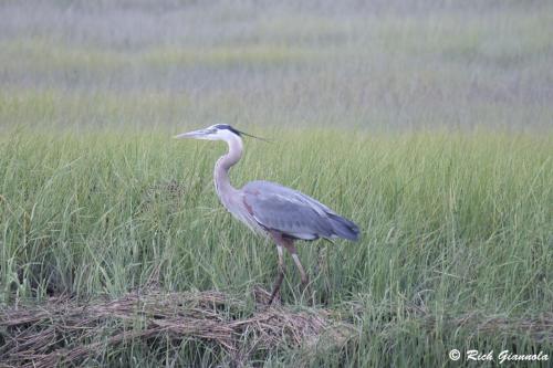 Great Blue Heron