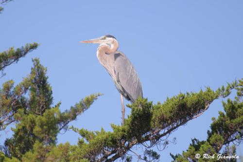 Great Blue Heron