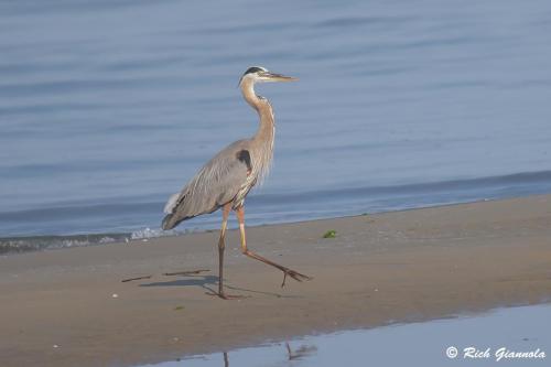 Great Blue Heron