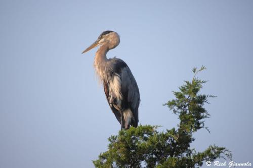 Great Blue Heron