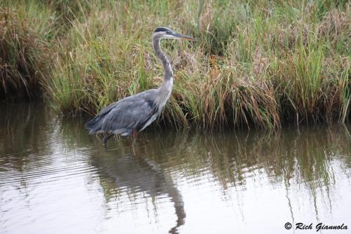 Great Blue Heron