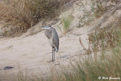 Great Blue Heron