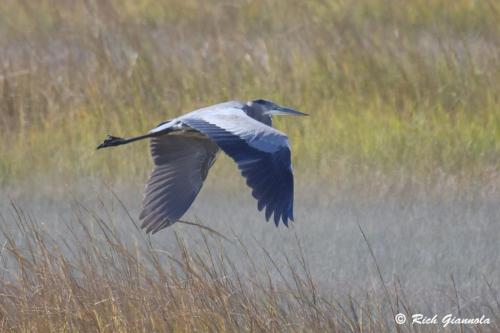 Great Blue Heron