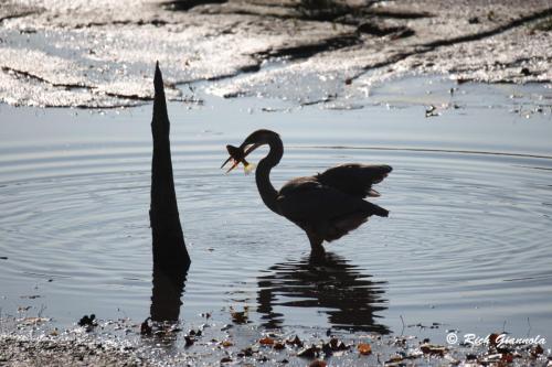 Great Blue Heron