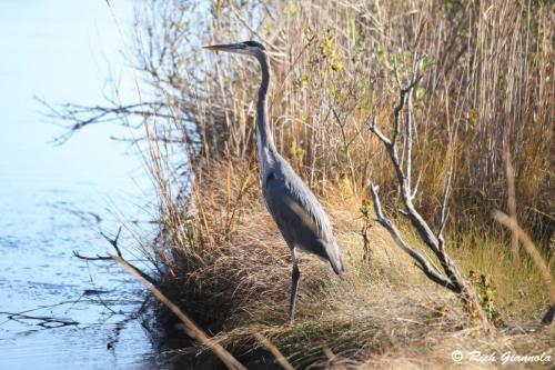 Great Blue Heron