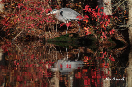 Great Blue Heron walking along the water in front of red leaves on bushes