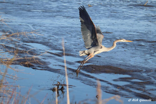 Great Blue Heron