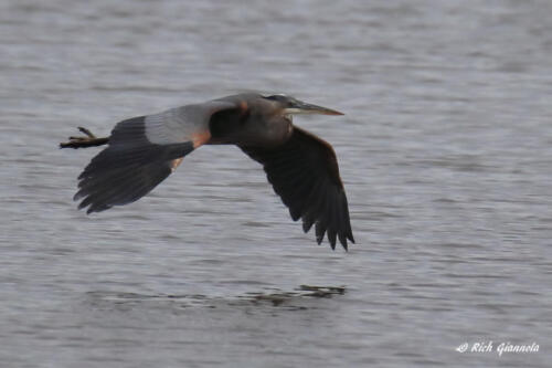 Great Blue Heron flying low