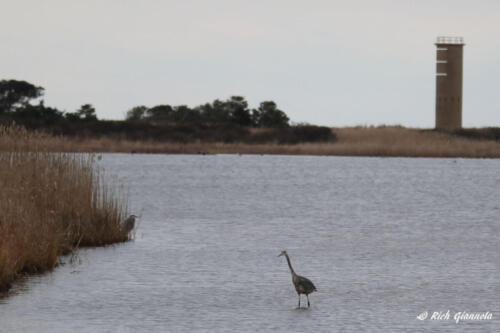 Great Blue Heron with WW II observation tower in background