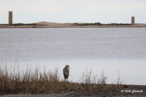 Great Blue Heron with WW II observation towers in background