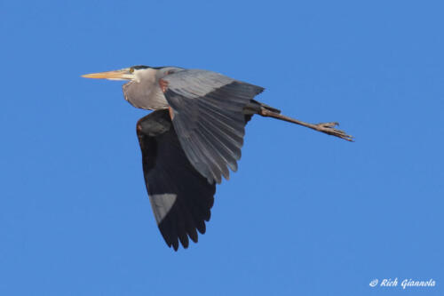 Great Blue Heron on the wing