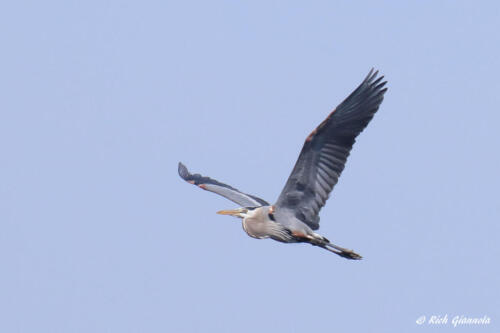 A Great Blue Heron flying by