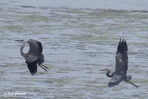 Great Blue Herons chasing each other